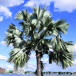 Bismarck Palm